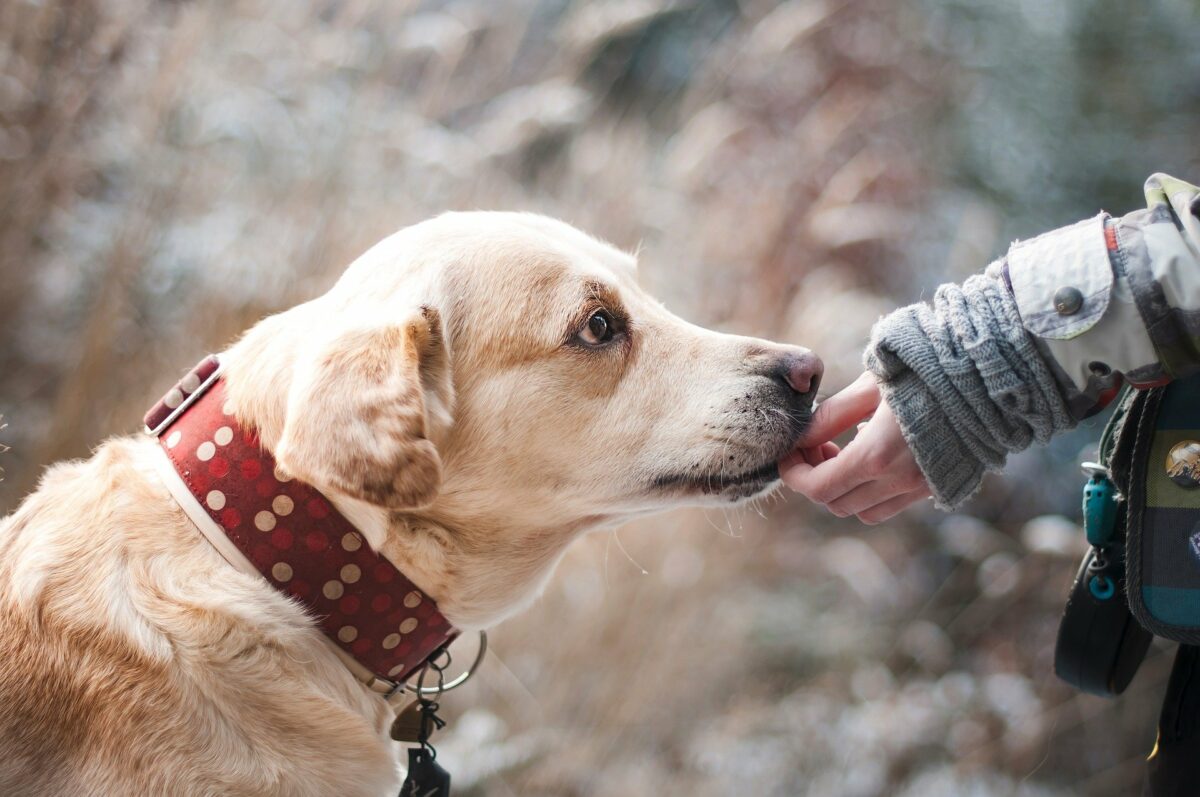 Selbstvertrauen im Hundetraining