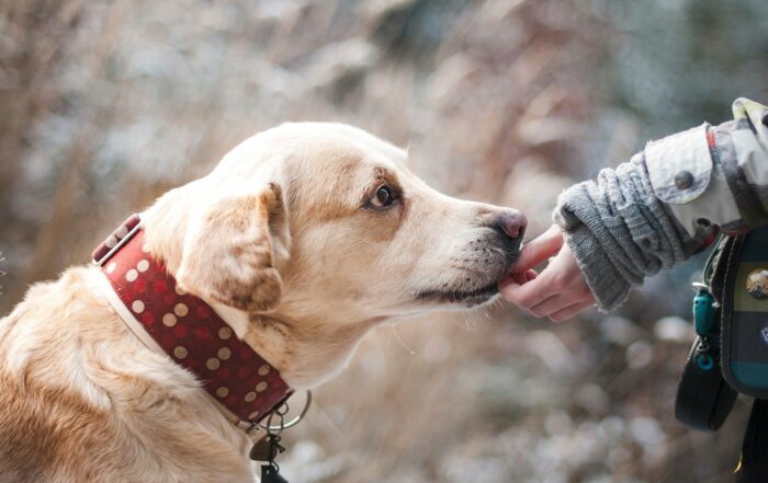 Selbstvertrauen im Hundetraining