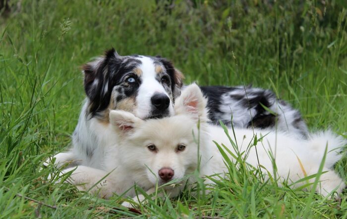 Artgerechte Hundehaltung