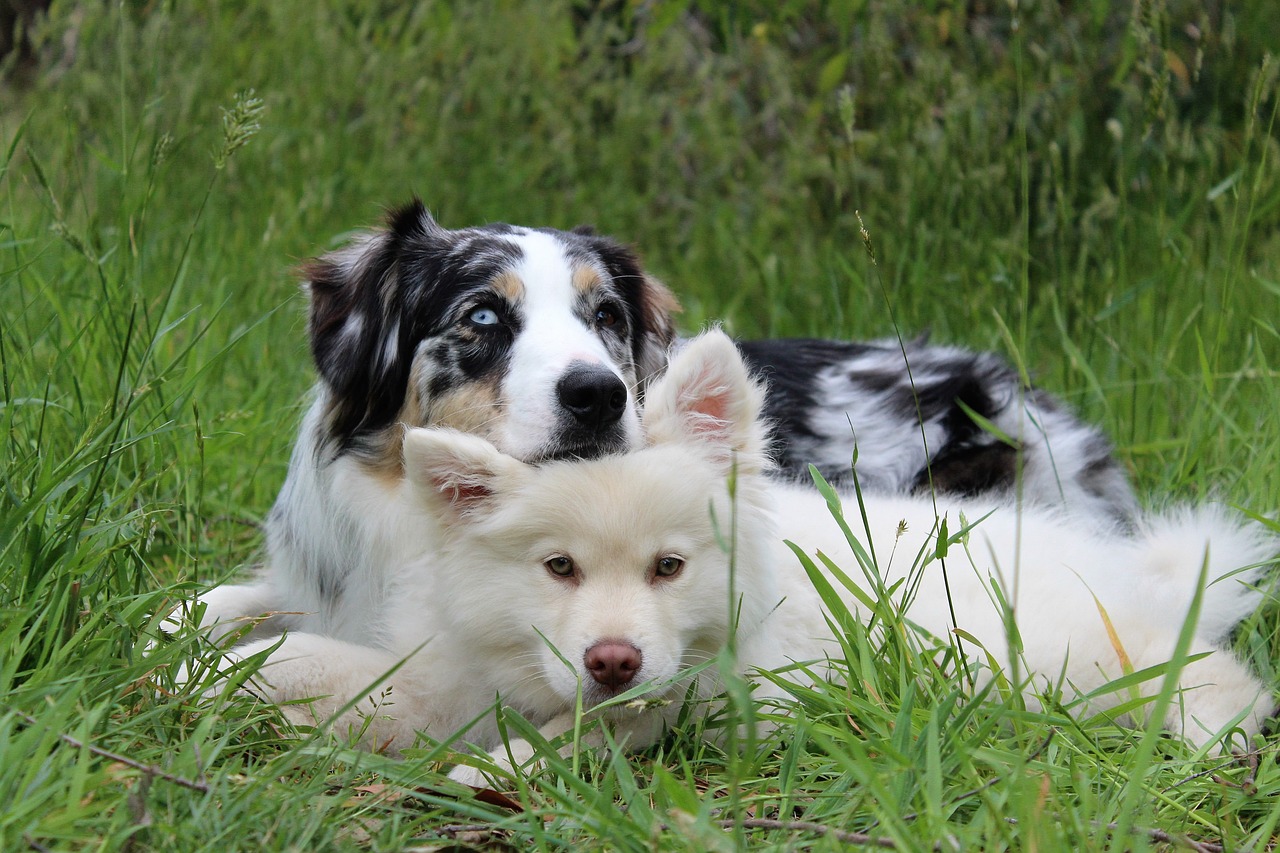 Artgerechte Hundehaltung