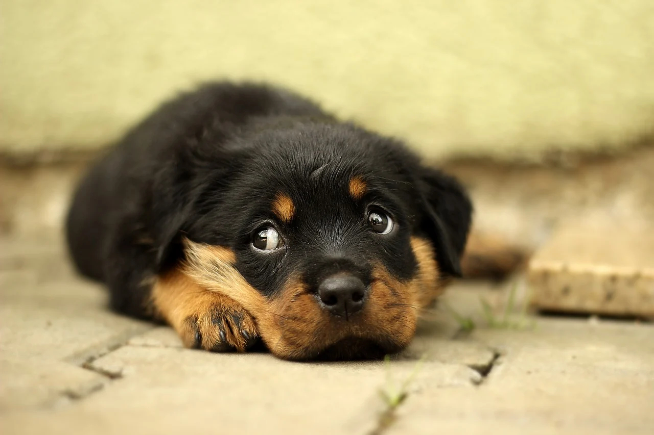 Rottweiler Welpe