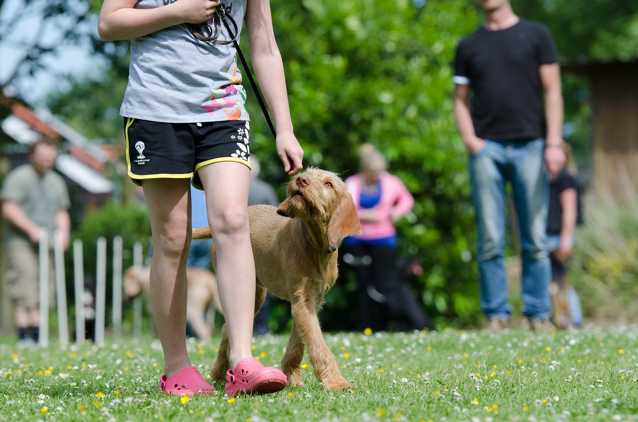 Hundeschule mit Trainer