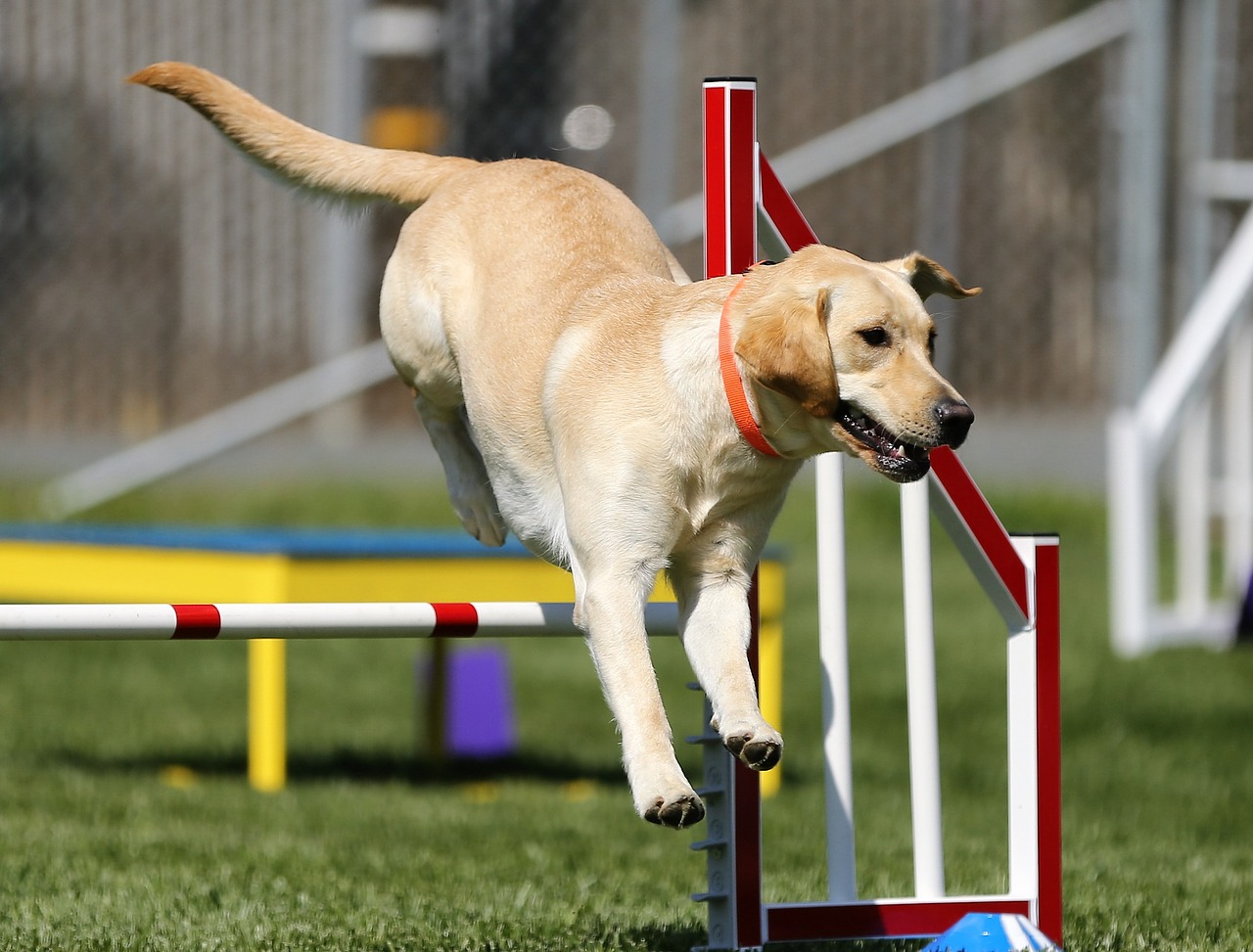 Hundetrainer oder Hundeschule