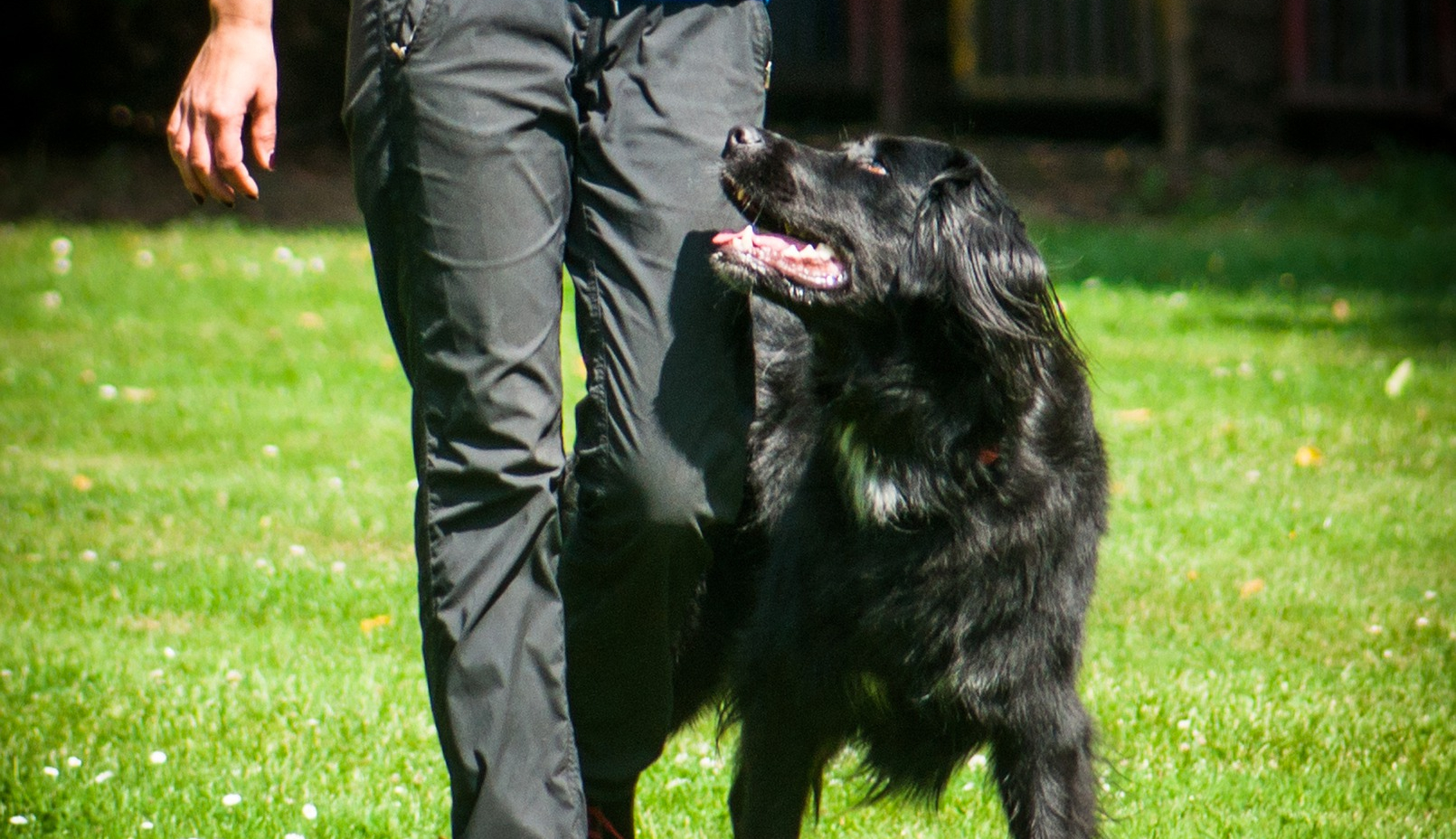 Hundetraining in der Hundeschule